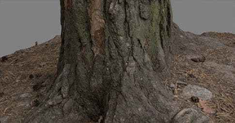 Actifs photogrammétriques, arbres, VFX